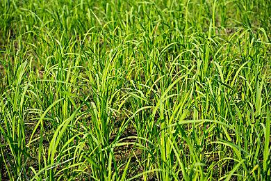 《Apex英雄》新角色Alter泄露拥有传送能力